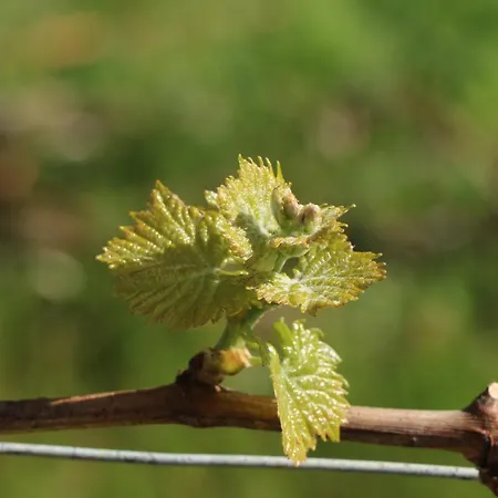 Bed & Breakfast Casa Re - E Vino A 3*