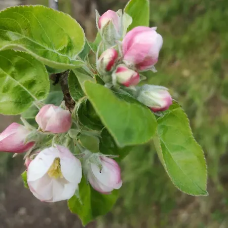 Casa Re - E Vino A Bed & Breakfast Montabone